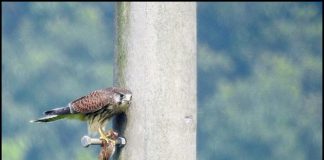 황조롱이 식사중