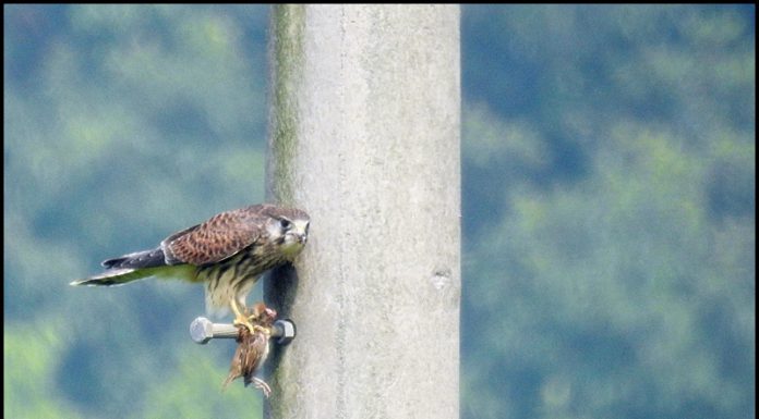 황조롱이 식사중