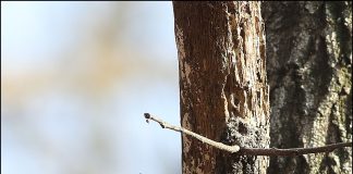 아물쇠딱다구리