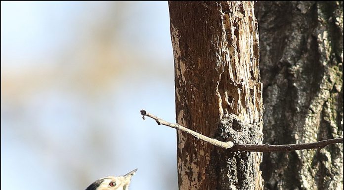 아물쇠딱다구리