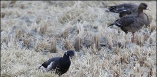 육지를 찾아온 흑기러기