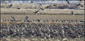 쇠기러기의 비상