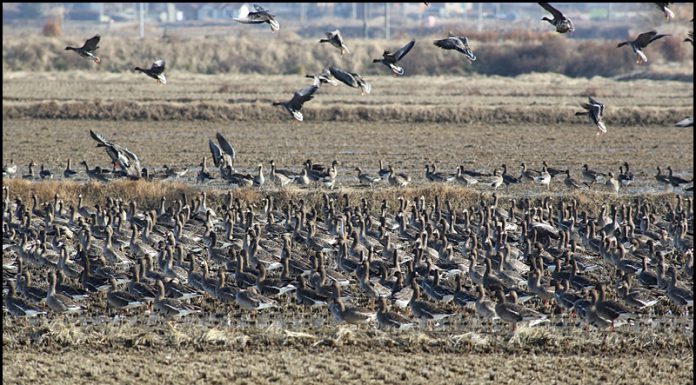 쇠기러기의 비상