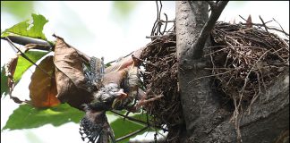 둥지에서 떨어진 되지빠귀 유조