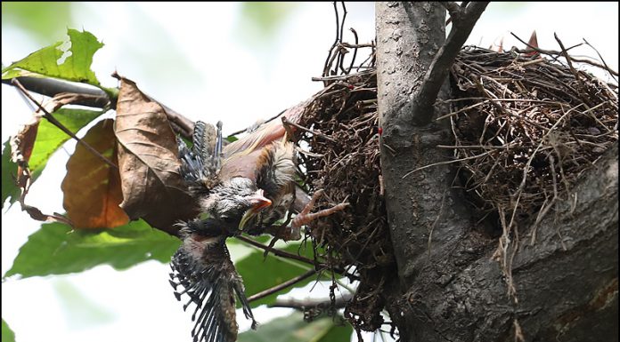 둥지에서 떨어진 되지빠귀 유조