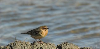 붉은가슴밭종다리