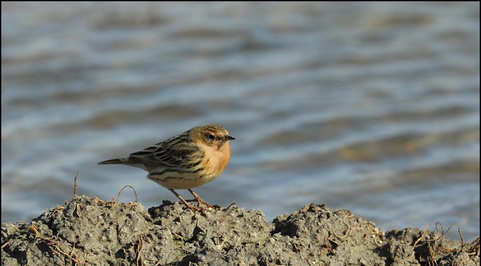 붉은가슴밭종다리