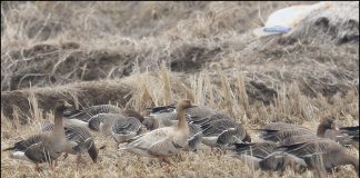 쇠기러기 (변종)