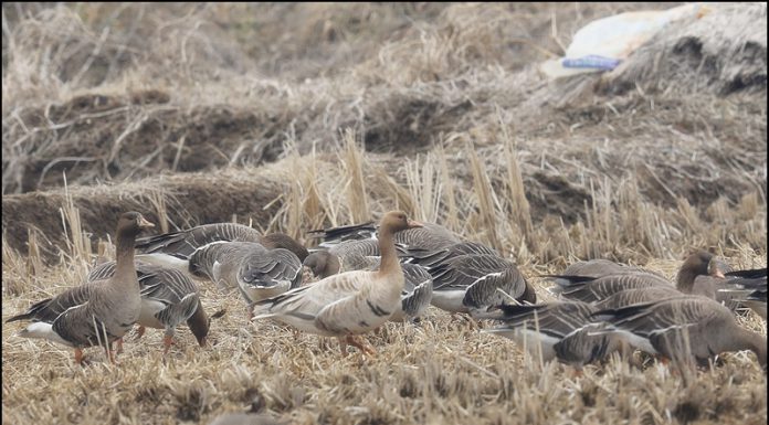 쇠기러기 (변종)