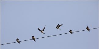 강남갔던 제비가 돌아왔어요