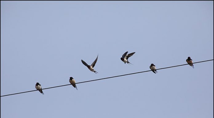 강남갔던 제비가 돌아왔어요