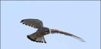 황조롱이의 정지비행