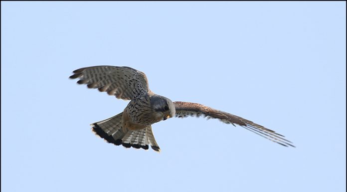 황조롱이의 정지비행