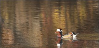원앙의 가을나들이