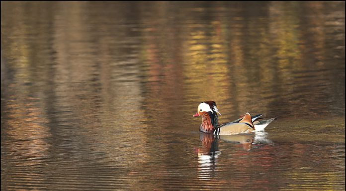 원앙의 가을나들이