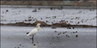 노랑부리저어새