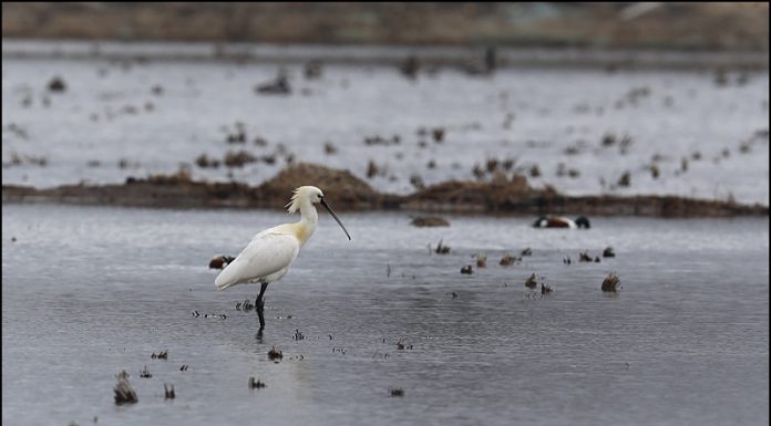 노랑부리저어새