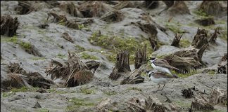 꼬마물떼새 번식