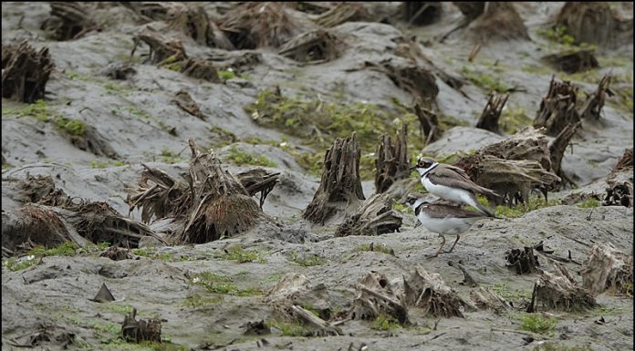 꼬마물떼새 번식