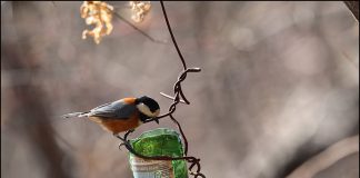 먹이대의 곤줄박이