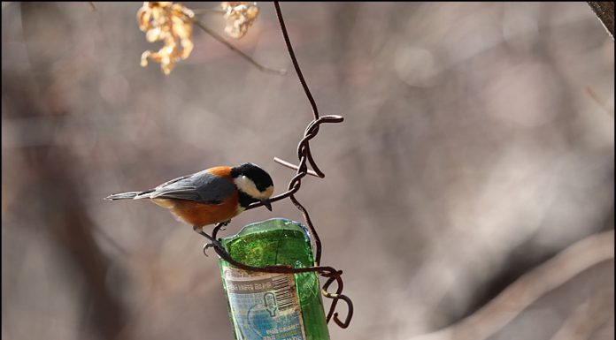 먹이대의 곤줄박이