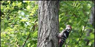 큰오색딱다구리