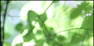 붉은배새매 유조