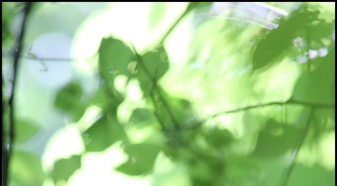 붉은배새매 유조