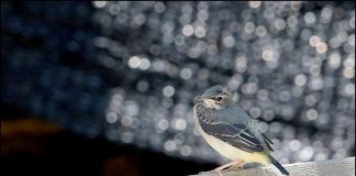 노랑할미새 둥지