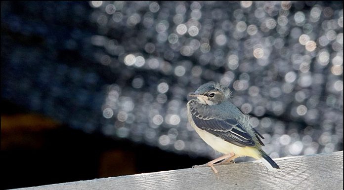 노랑할미새 둥지