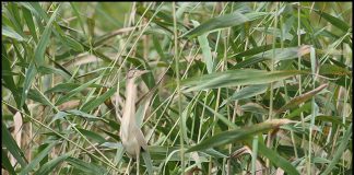 위장의 명수 덤불해오라기