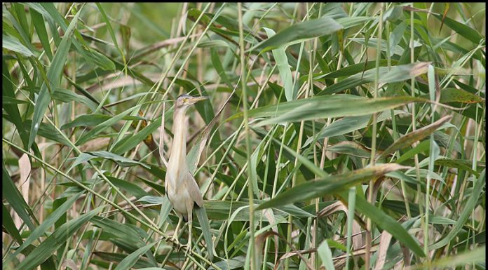 위장의 명수 덤불해오라기