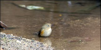 훔쳐보지 마세요
