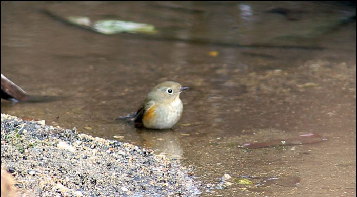 훔쳐보지 마세요