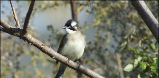 검은이마직박구리