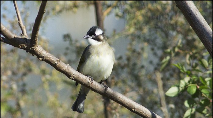 검은이마직박구리