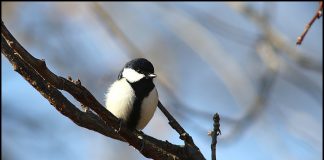 박새에게도 먹이가 필요하네요