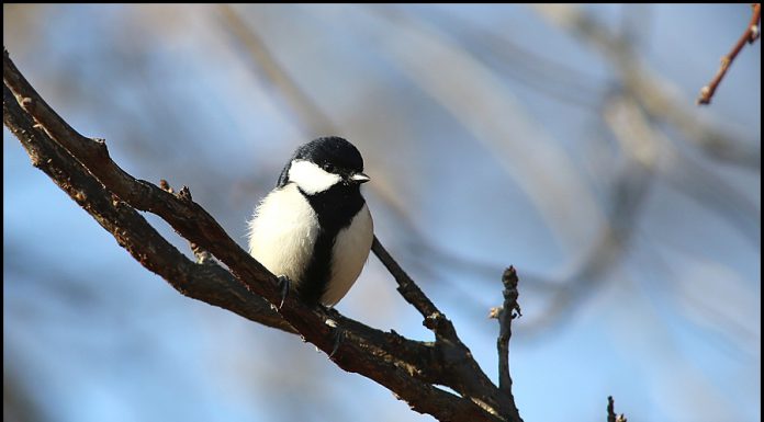 박새에게도 먹이가 필요하네요