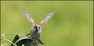 참새 다리가 아파요!