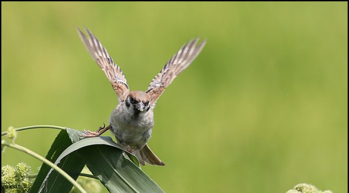 참새 다리가 아파요!