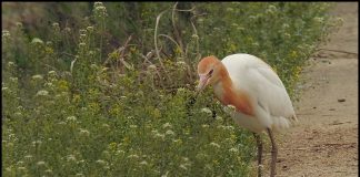 꽃 향기에 취해볼까?
