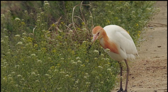 꽃 향기에 취해볼까?