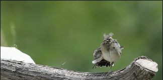 알락할미새 유조 세상밖으로 나가다