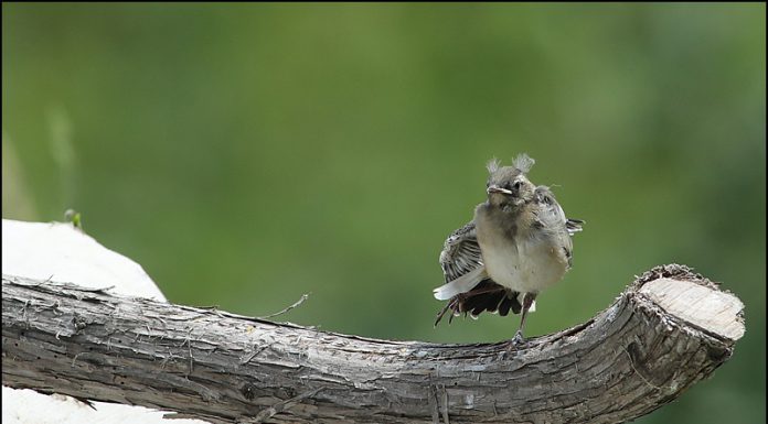 알락할미새 유조 세상밖으로 나가다