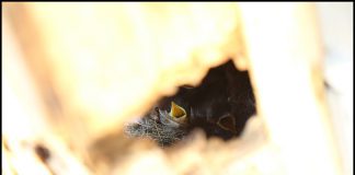 딱새도 아기를 키웁니다