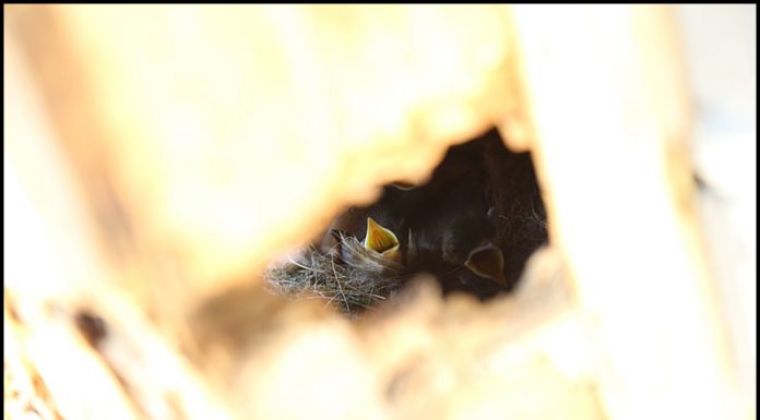 딱새도 아기를 키웁니다