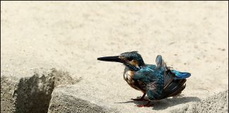 물총새의 몸단장