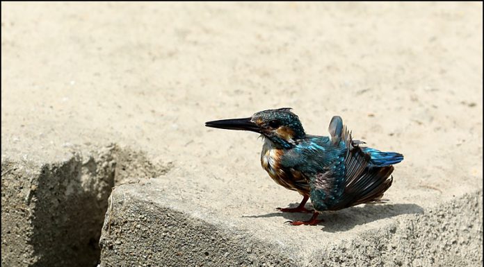 물총새의 몸단장