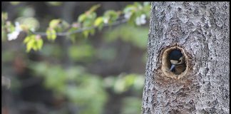 오색딱다구리 육추