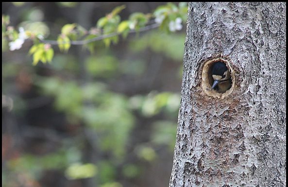 오색딱다구리 육추